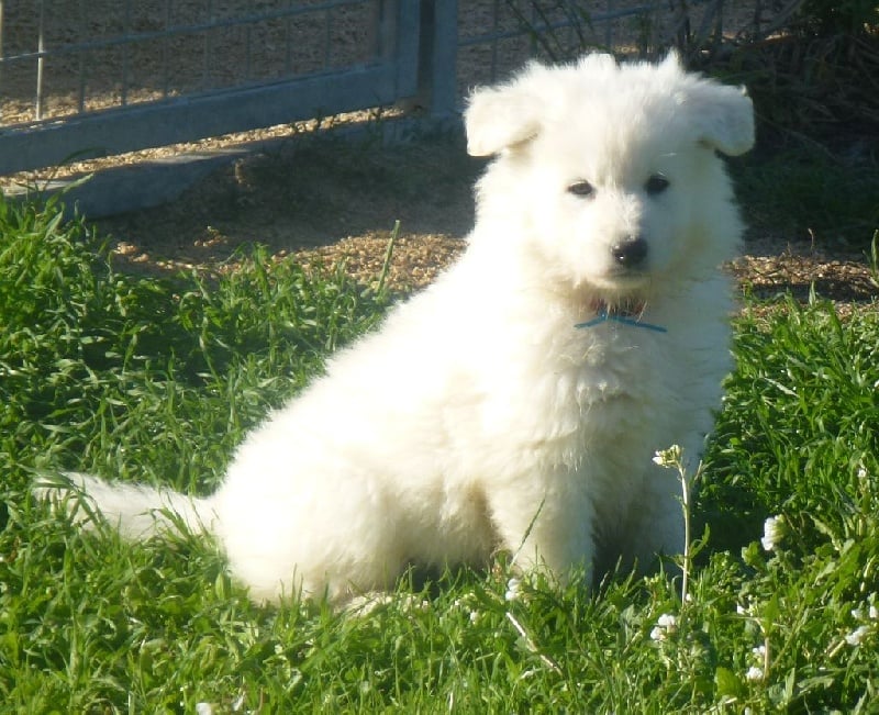 De la vallée de l'orkhon - Berger Blanc Suisse - Portée née le 22/09/2016