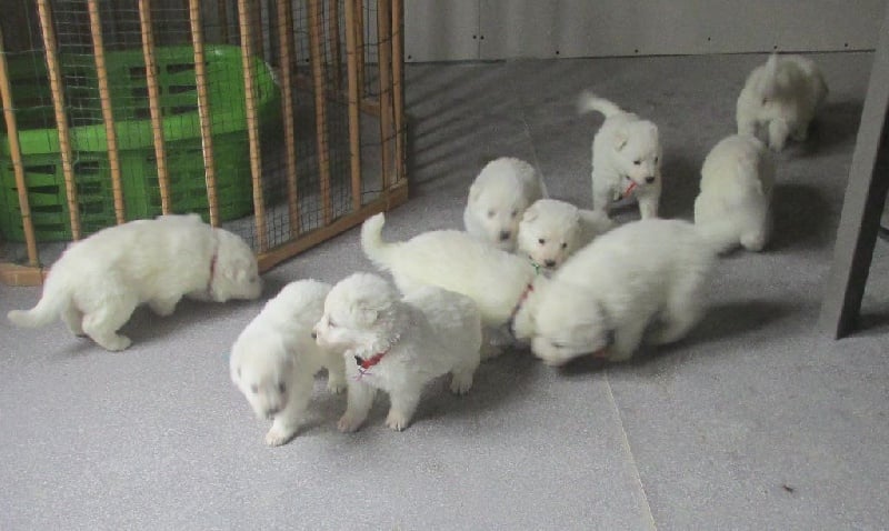 De la vallée de l'orkhon - Berger Blanc Suisse - Portée née le 11/02/2016