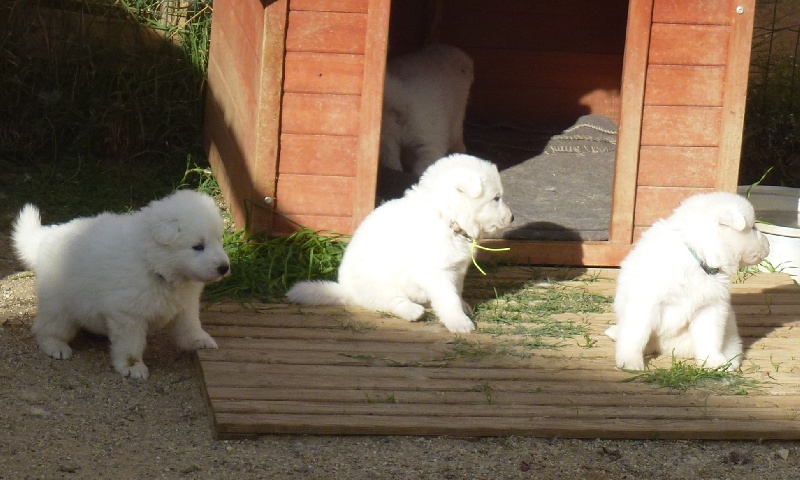 De la vallée de l'orkhon - Berger Blanc Suisse - Portée née le 14/09/2013