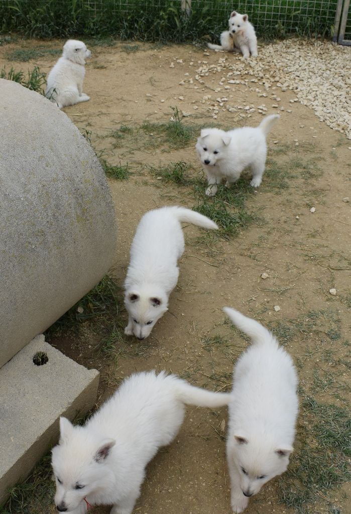 De la vallée de l'orkhon - Berger Blanc Suisse - Portée née le 01/04/2020