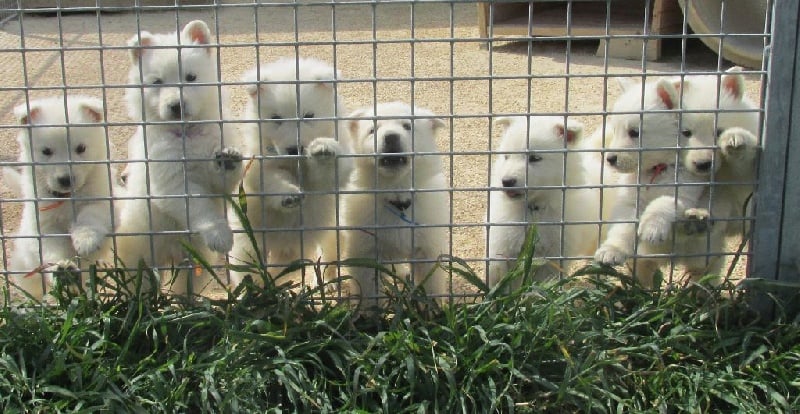 De la vallée de l'orkhon - Berger Blanc Suisse - Portée née le 24/03/2016