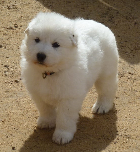 De la vallée de l'orkhon - Berger Blanc Suisse - Portée née le 30/08/2012