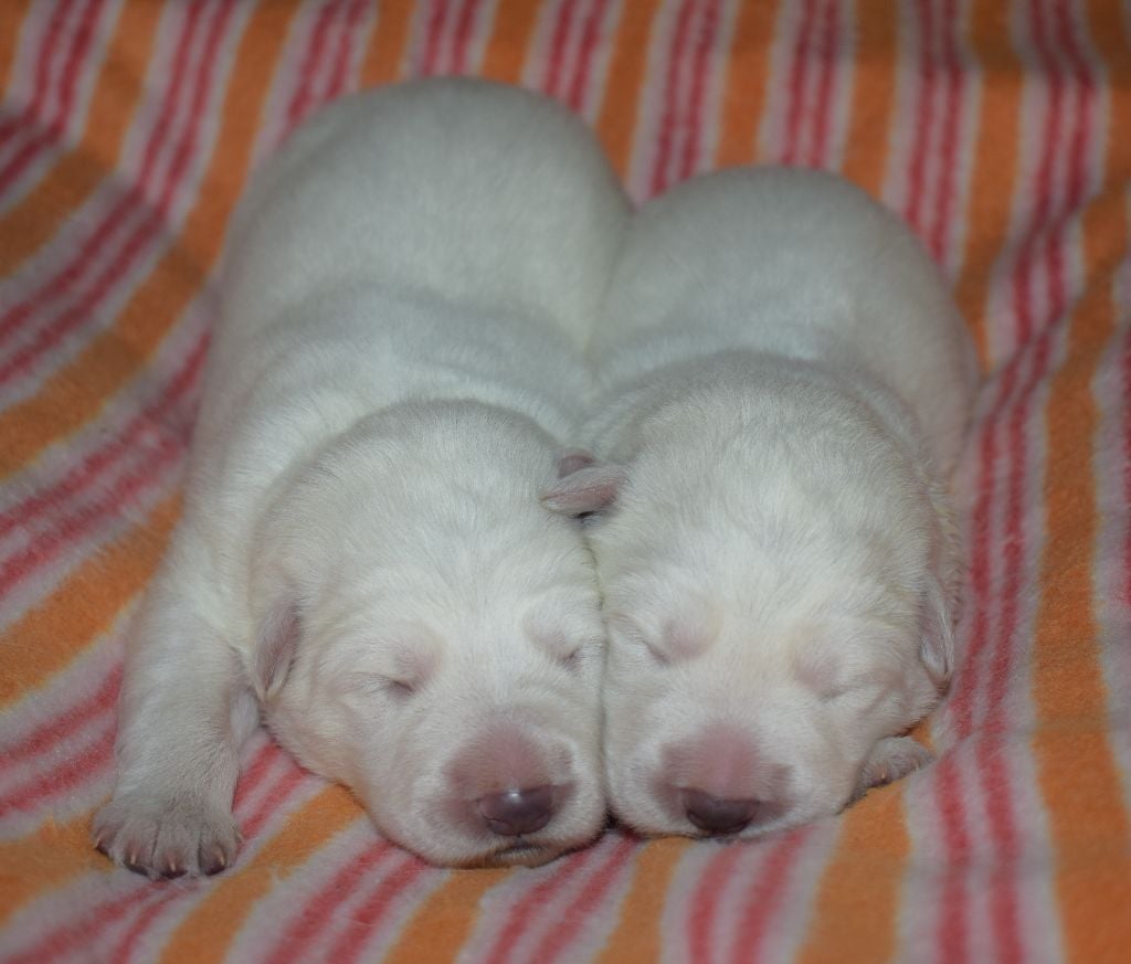 De la vallée de l'orkhon - Berger Blanc Suisse - Portée née le 29/11/2018