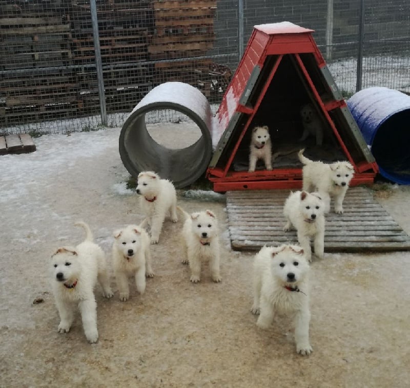 De la vallée de l'orkhon - Berger Blanc Suisse - Portée née le 02/12/2016