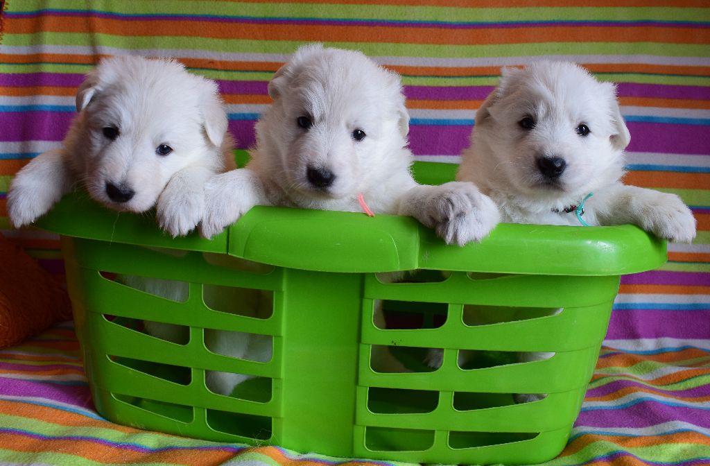 De la vallée de l'orkhon - Berger Blanc Suisse - Portée née le 12/02/2018