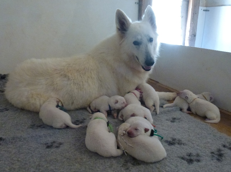 De la vallée de l'orkhon - Berger Blanc Suisse - Portée née le 07/06/2013