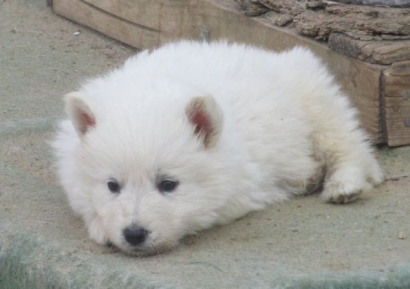 De la vallée de l'orkhon - Berger Blanc Suisse - Portée née le 17/03/2014