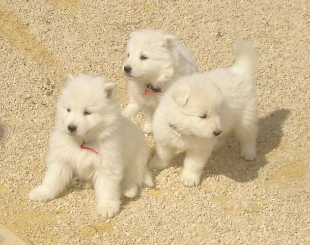 De la vallée de l'orkhon - Berger Blanc Suisse - Portée née le 19/03/2015