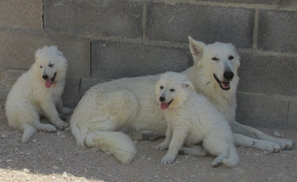 De la vallée de l'orkhon - Berger Blanc Suisse - Portée née le 01/06/2021