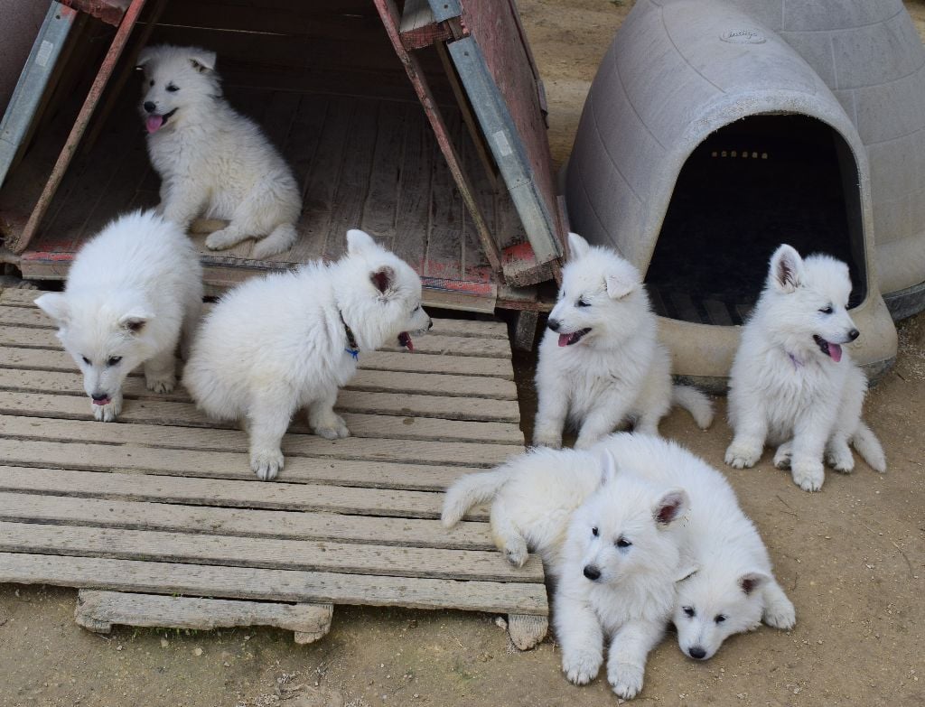 De la vallée de l'orkhon - Berger Blanc Suisse - Portée née le 01/03/2020