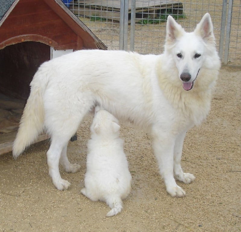 De la vallée de l'orkhon - Berger Blanc Suisse - Portée née le 08/11/2015