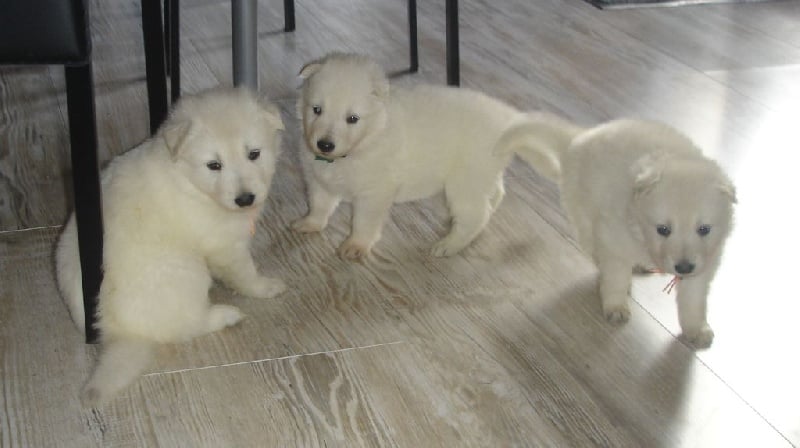 De la vallée de l'orkhon - Berger Blanc Suisse - Portée née le 03/03/2015