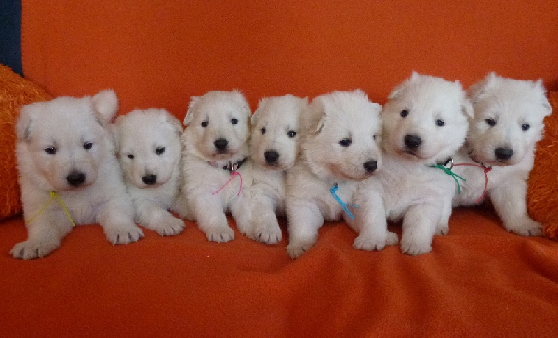 De la vallée de l'orkhon - Berger Blanc Suisse - Portée née le 31/01/2013