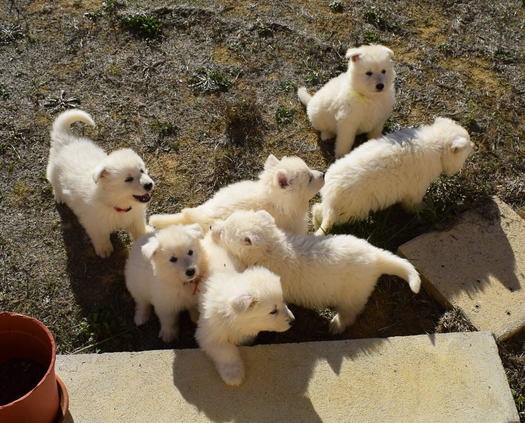 De la vallée de l'orkhon - Berger Blanc Suisse - Portée née le 14/10/2017