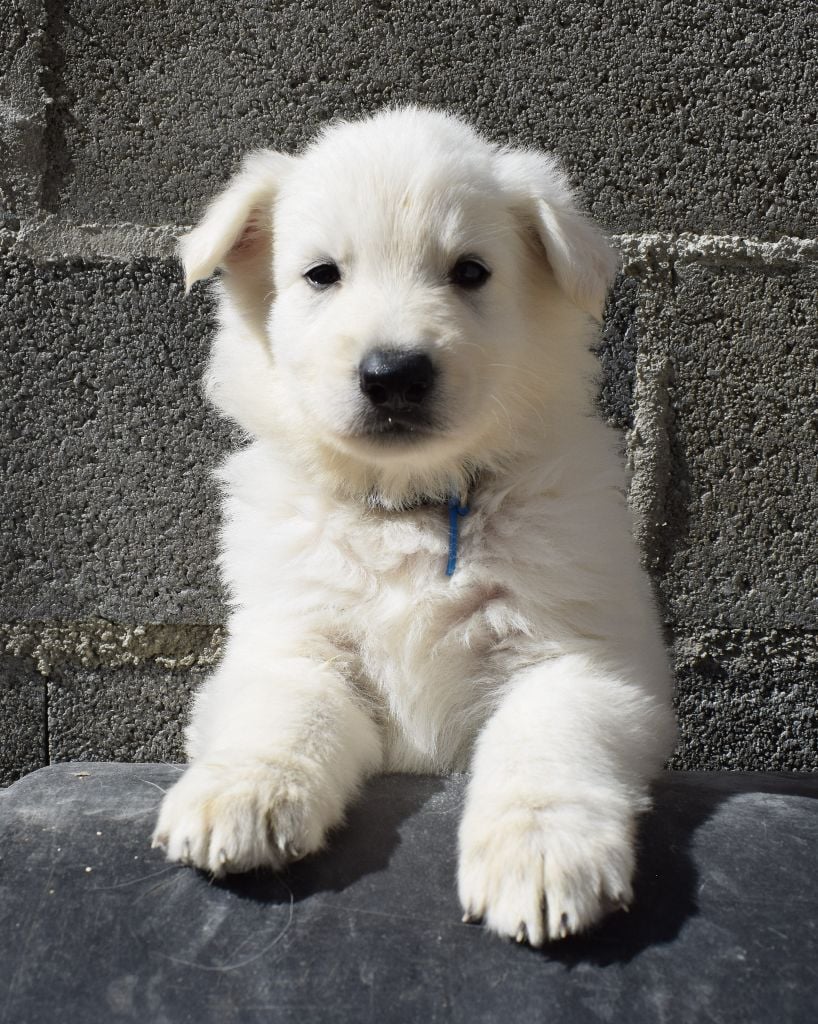 De la vallée de l'orkhon - Berger Blanc Suisse - Portée née le 09/06/2020