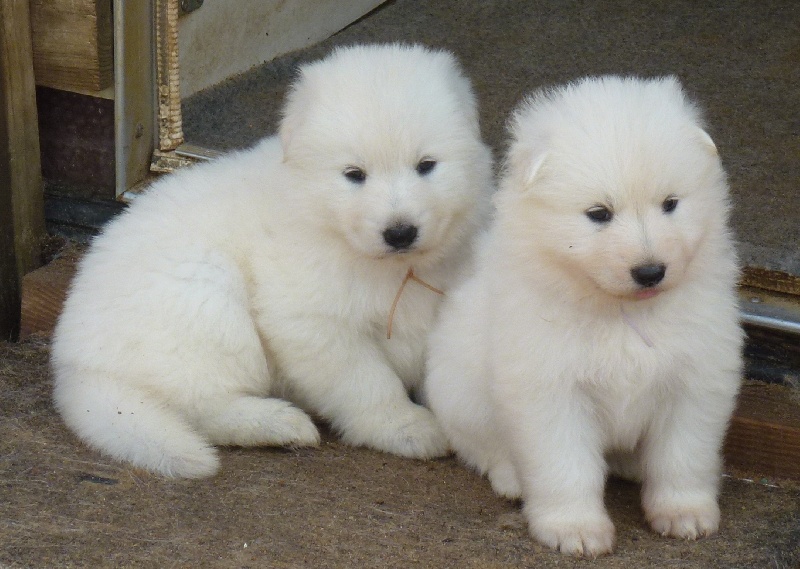 De la vallée de l'orkhon - Berger Blanc Suisse - Portée née le 31/08/2012