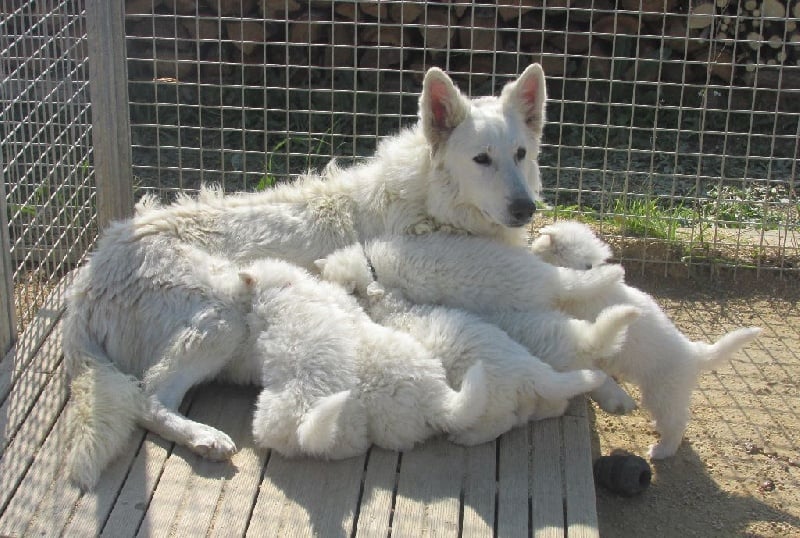 De la vallée de l'orkhon - Berger Blanc Suisse - Portée née le 26/01/2016