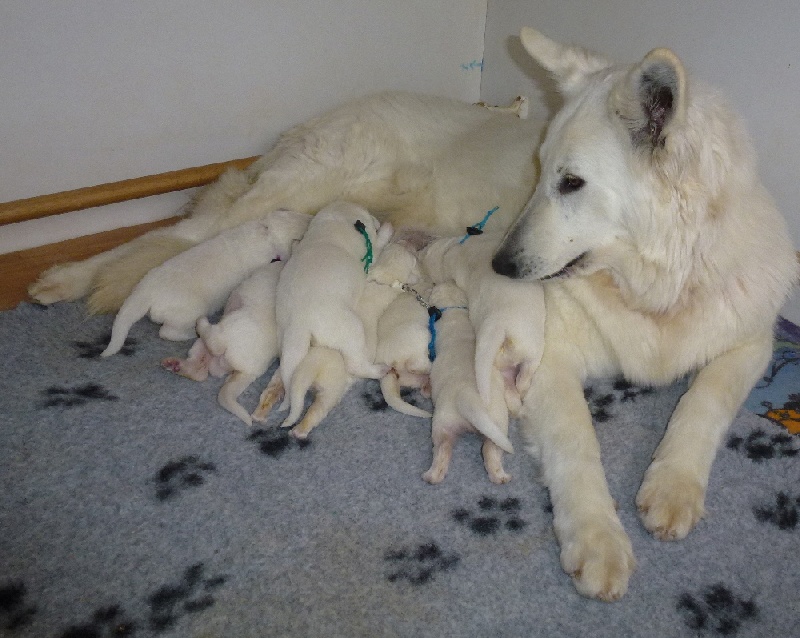 De la vallée de l'orkhon - Berger Blanc Suisse - Portée née le 21/02/2013