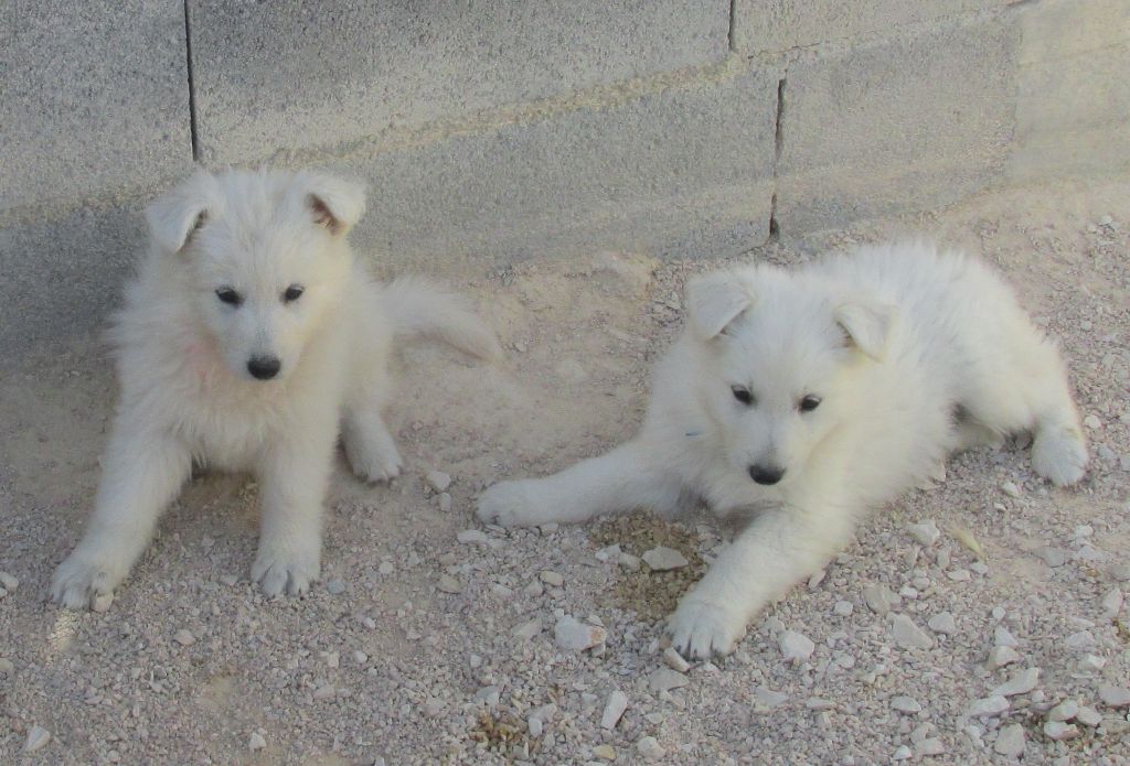 De la vallée de l'orkhon - Berger Blanc Suisse - Portée née le 28/08/2021