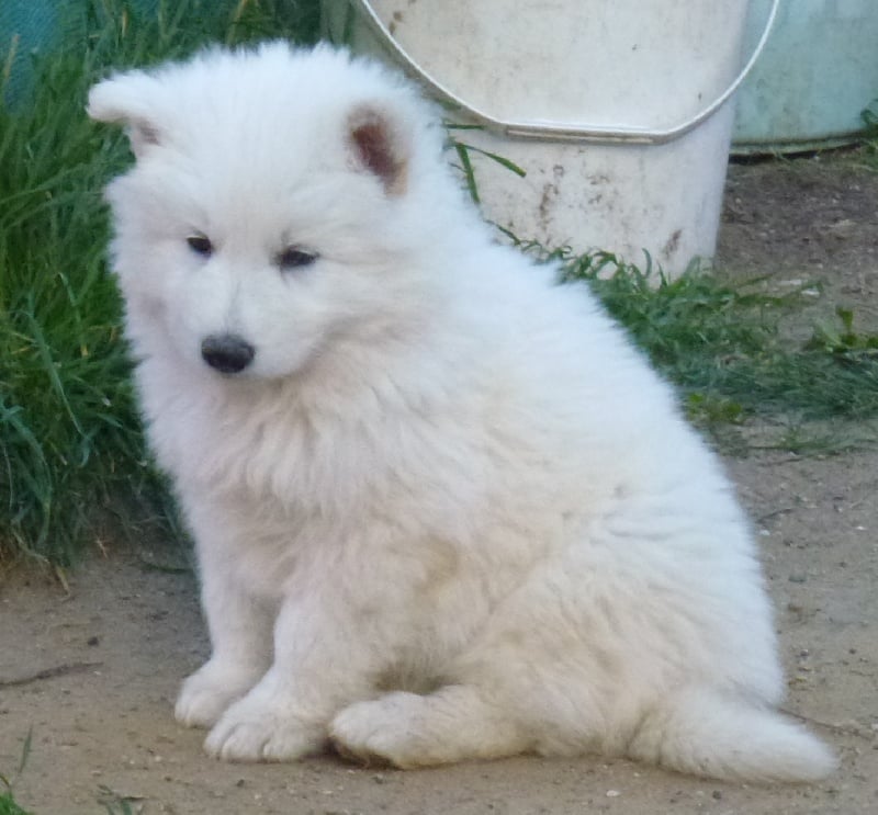 De la vallée de l'orkhon - Berger Blanc Suisse - Portée née le 17/01/2014