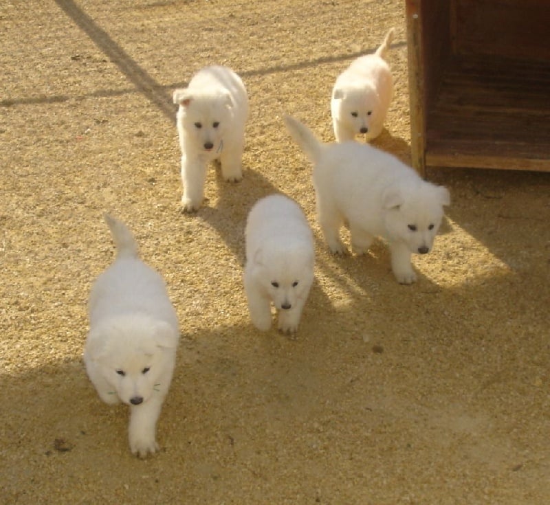 De la vallée de l'orkhon - Berger Blanc Suisse - Portée née le 23/09/2015