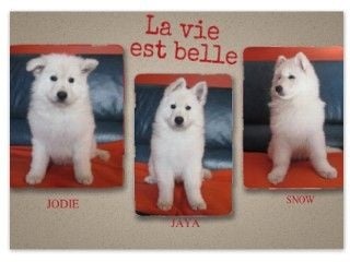 De la vallée de l'orkhon - Berger Blanc Suisse - Portée née le 24/11/2014