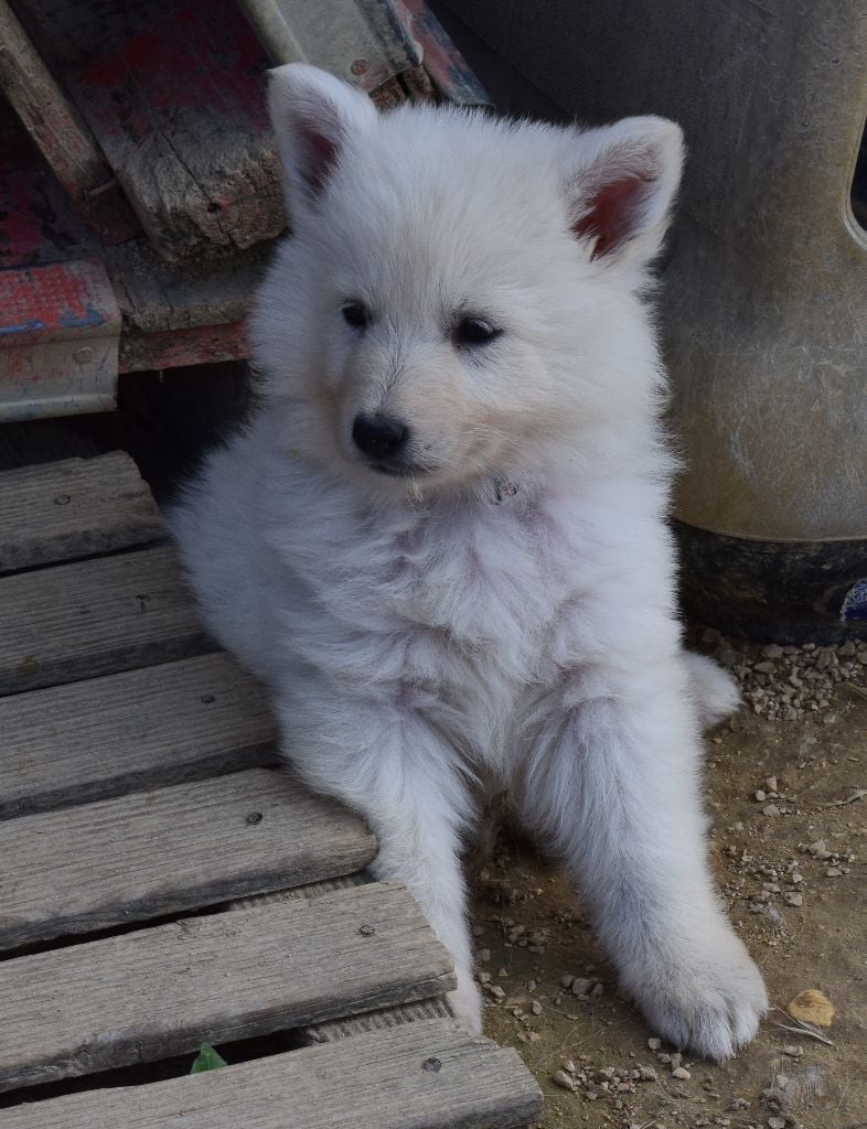 De la vallée de l'orkhon - Berger Blanc Suisse - Portée née le 24/04/2020