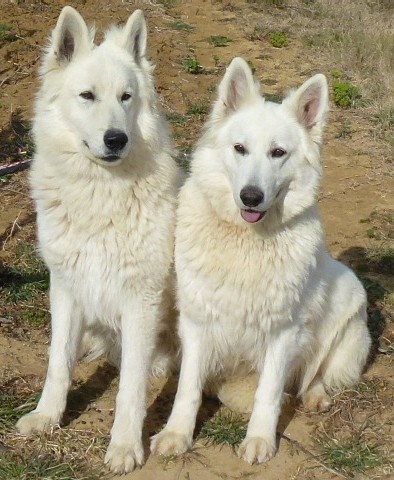 De la vallée de l'orkhon - Berger Blanc Suisse - Portée née le 09/04/2012