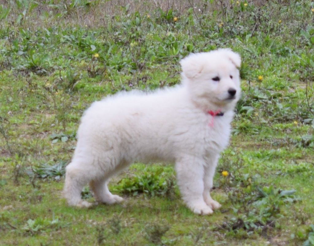 De la vallée de l'orkhon - Berger Blanc Suisse - Portée née le 24/09/2018