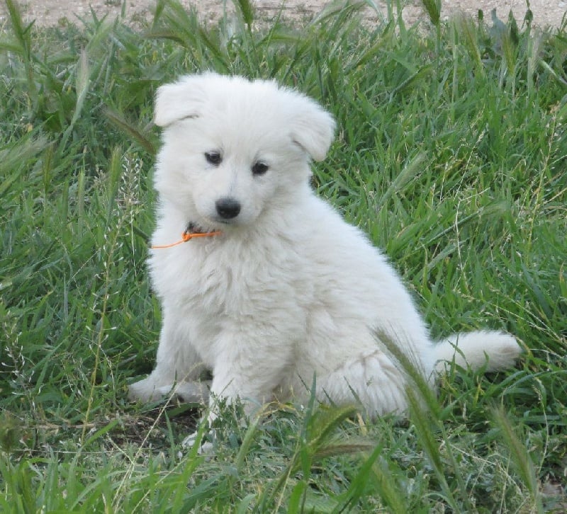 De la vallée de l'orkhon - Berger Blanc Suisse - Portée née le 10/03/2014