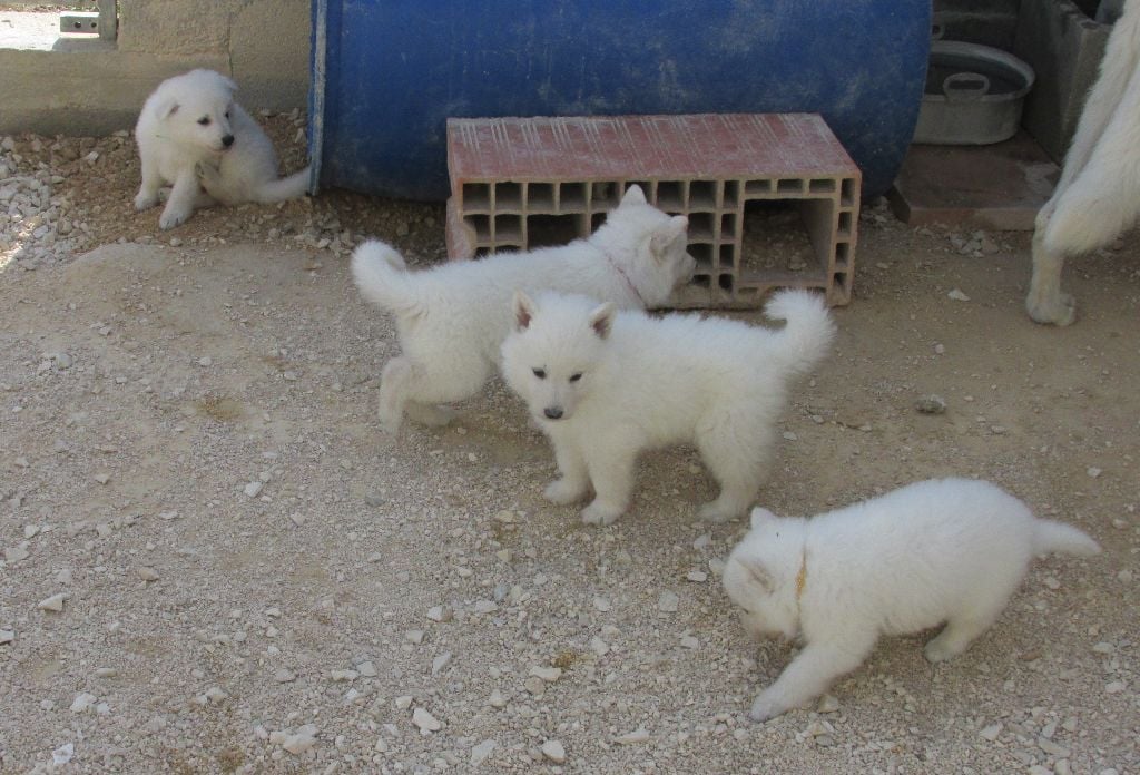 De la vallée de l'orkhon - Berger Blanc Suisse - Portée née le 10/09/2021