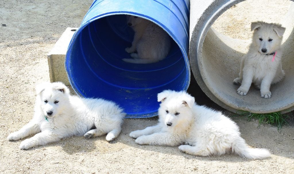 De la vallée de l'orkhon - Berger Blanc Suisse - Portée née le 03/02/2020