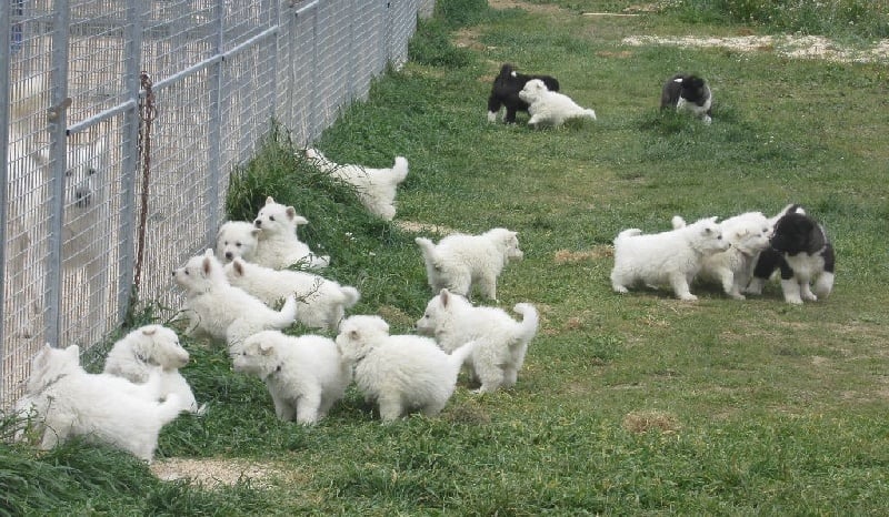 De la vallée de l'orkhon - Berger Blanc Suisse - Portée née le 04/02/2016