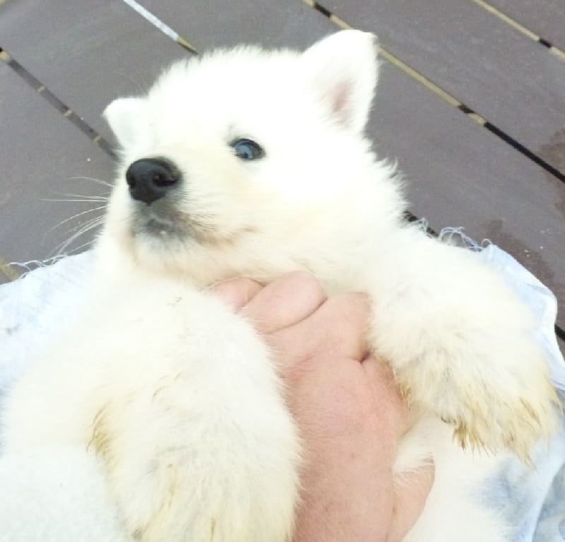 De la vallée de l'orkhon - Berger Blanc Suisse - Portée née le 20/08/2016