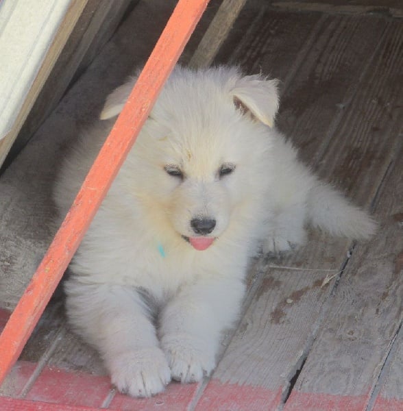 De la vallée de l'orkhon - Berger Blanc Suisse - Portée née le 30/04/2016