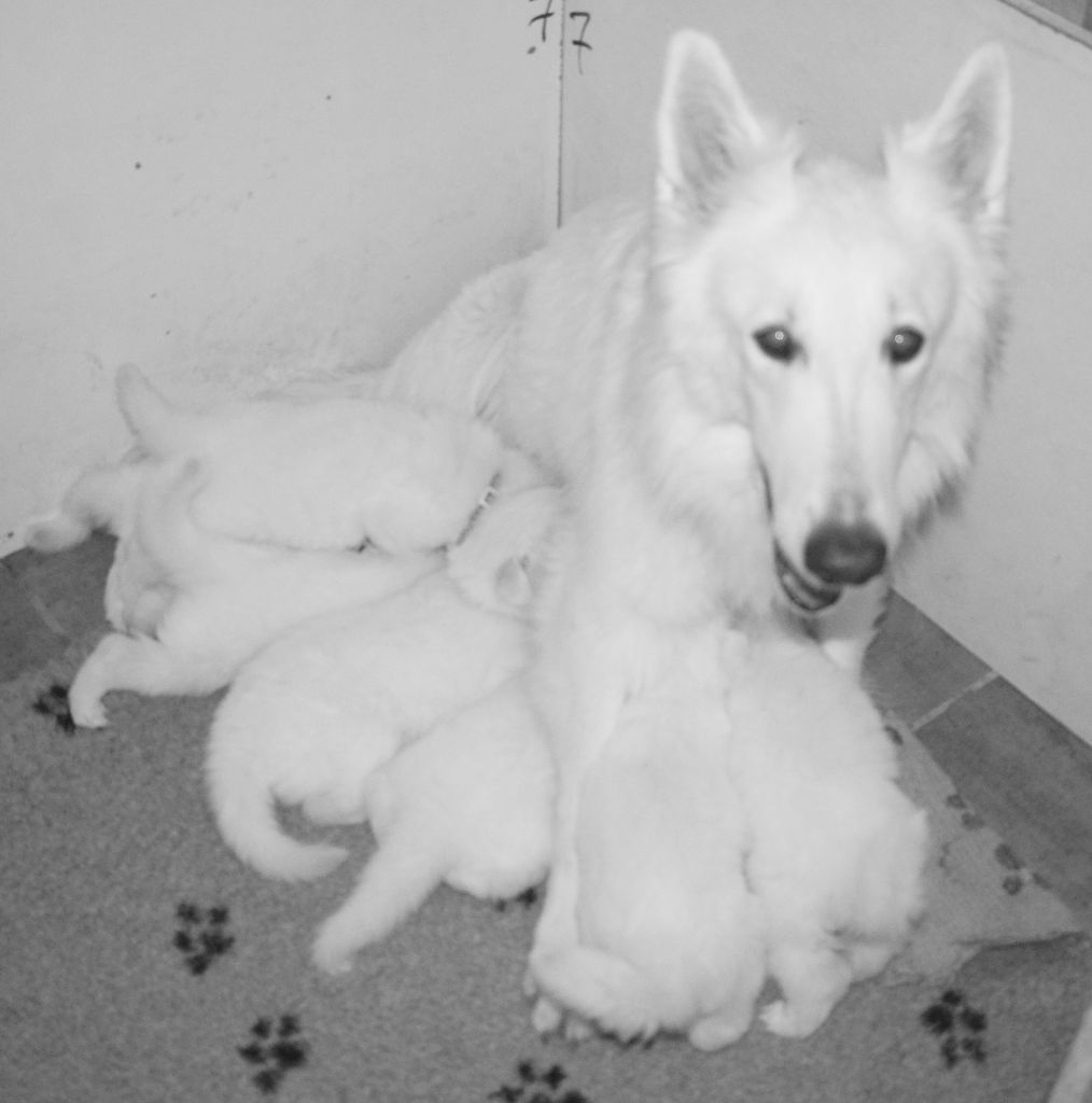 De la vallée de l'orkhon - Berger Blanc Suisse - Portée née le 26/01/2021