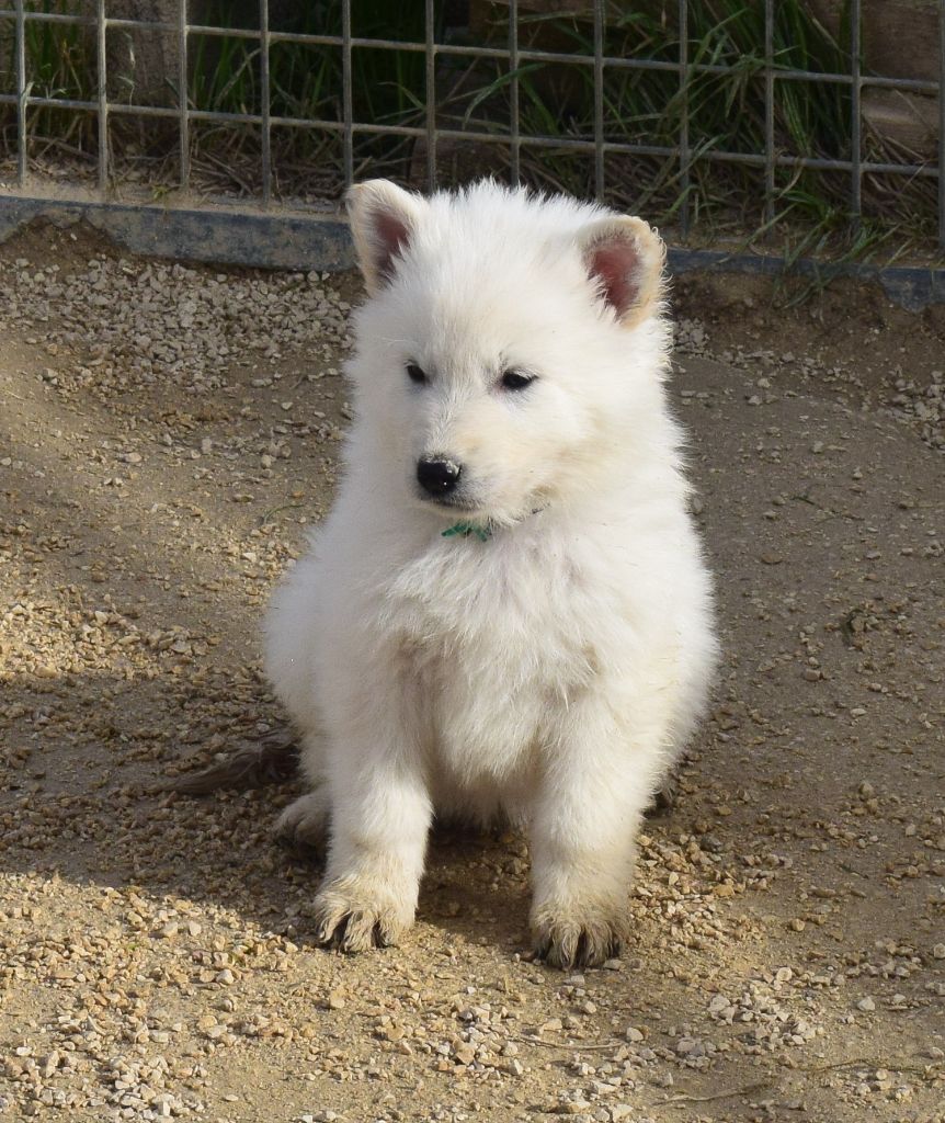 De la vallée de l'orkhon - Berger Blanc Suisse - Portée née le 16/12/2019