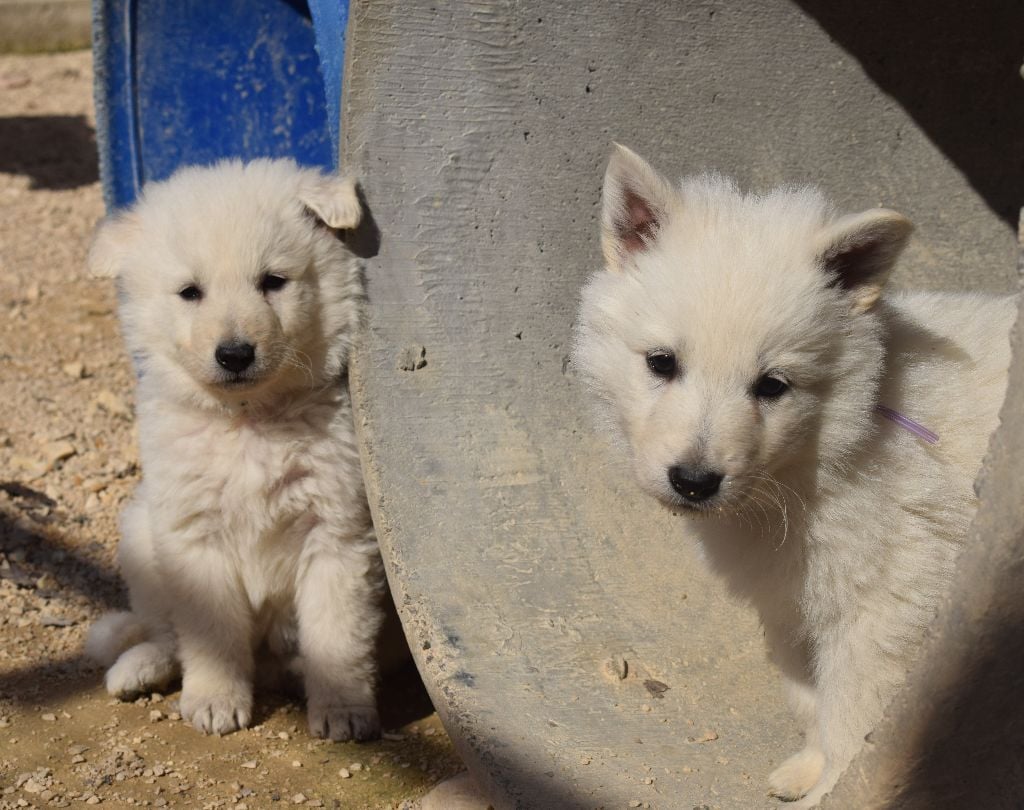 De la vallée de l'orkhon - Berger Blanc Suisse - Portée née le 12/01/2021