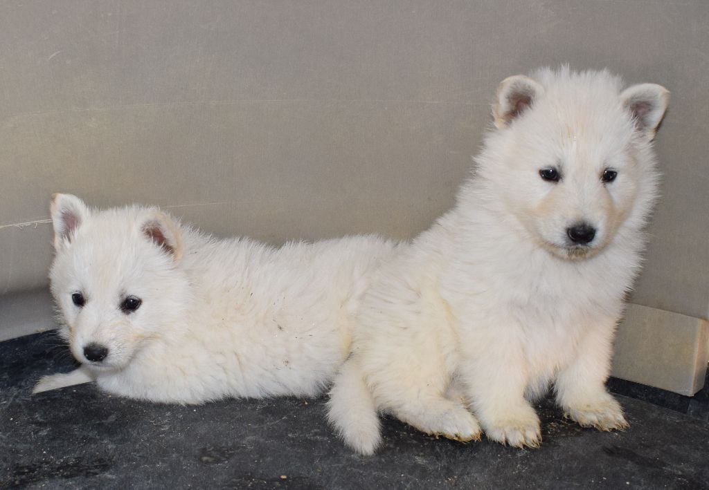 De la vallée de l'orkhon - Berger Blanc Suisse - Portée née le 14/02/2019