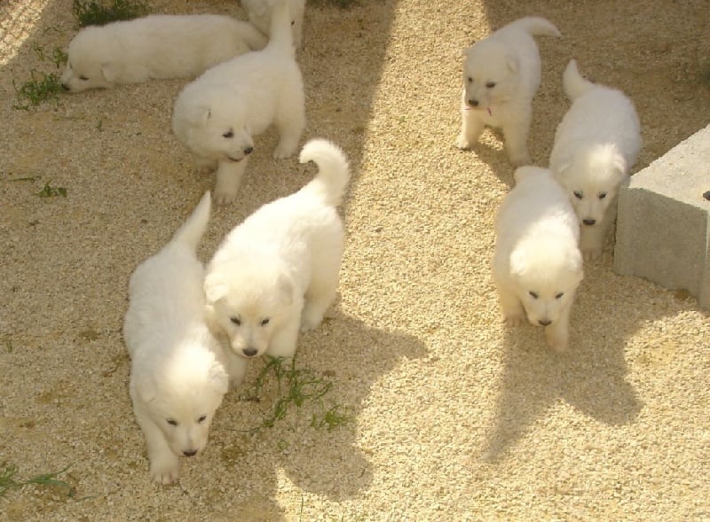 De la vallée de l'orkhon - Berger Blanc Suisse - Portée née le 17/03/2015