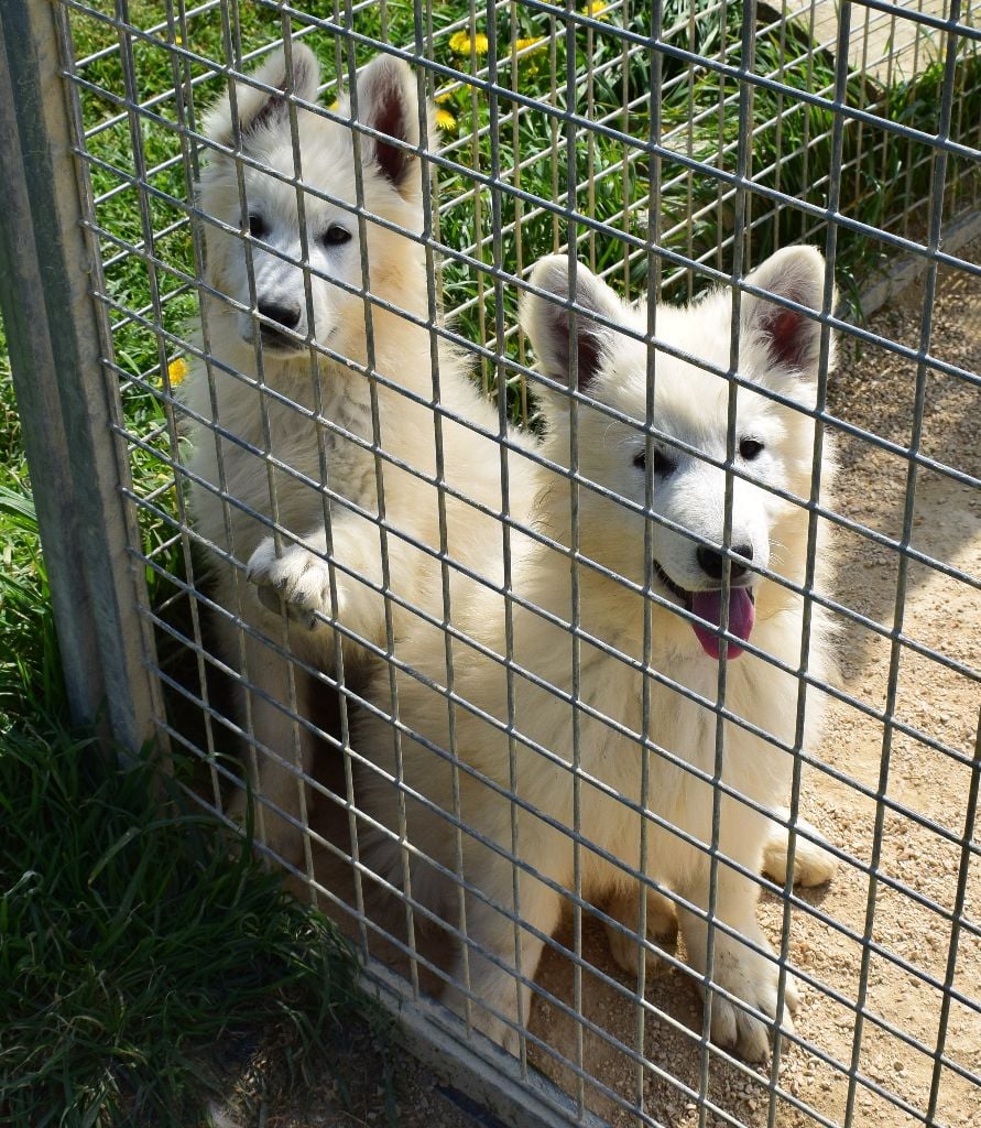 De la vallée de l'orkhon - Berger Blanc Suisse - Portée née le 09/01/2020