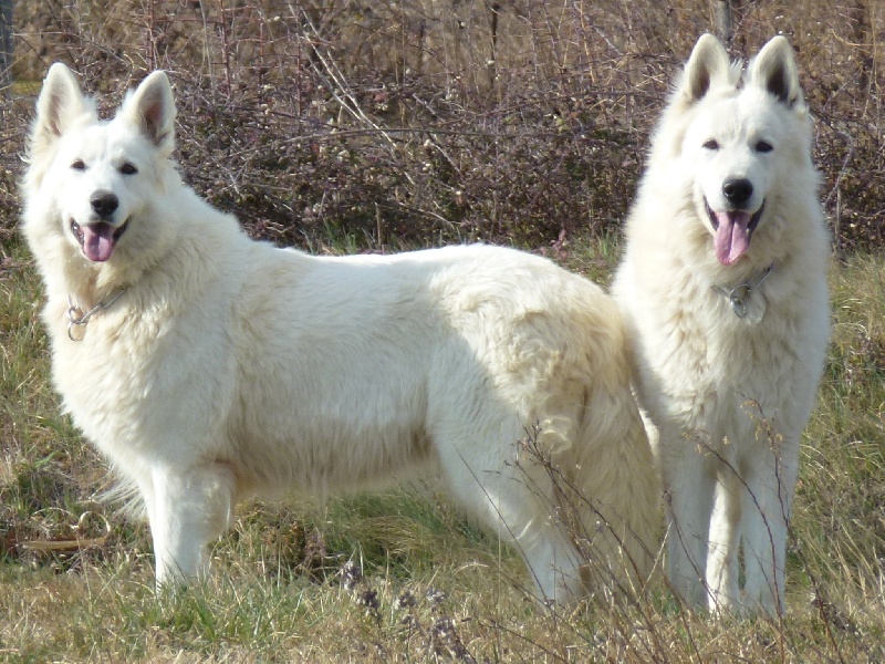 De la vallée de l'orkhon - Berger Blanc Suisse - Portée née le 10/04/2012