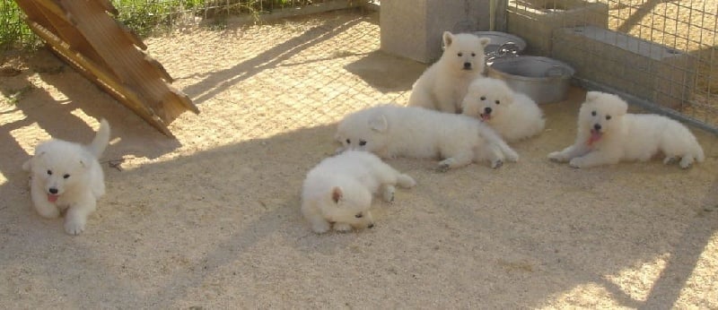 De la vallée de l'orkhon - Berger Blanc Suisse - Portée née le 17/07/2015