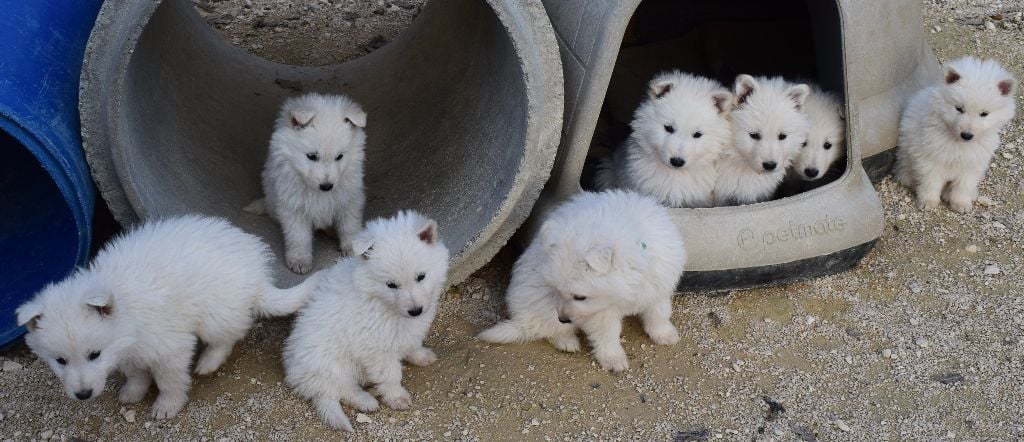 De la vallée de l'orkhon - Berger Blanc Suisse - Portée née le 16/11/2020