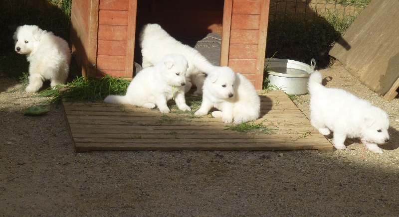 De la vallée de l'orkhon - Berger Blanc Suisse - Portée née le 13/09/2013