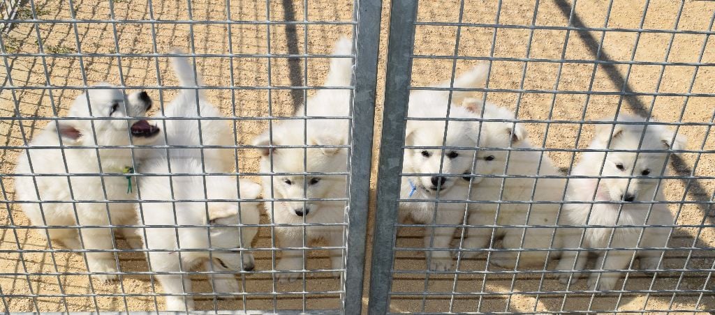 De la vallée de l'orkhon - Berger Blanc Suisse - Portée née le 23/05/2018