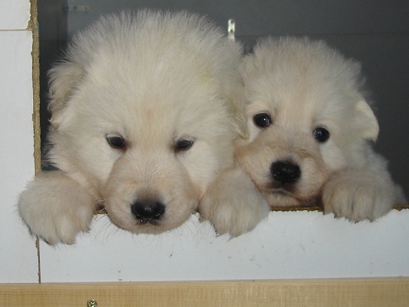 De la vallée de l'orkhon - Berger Blanc Suisse - Portée née le 12/12/2010