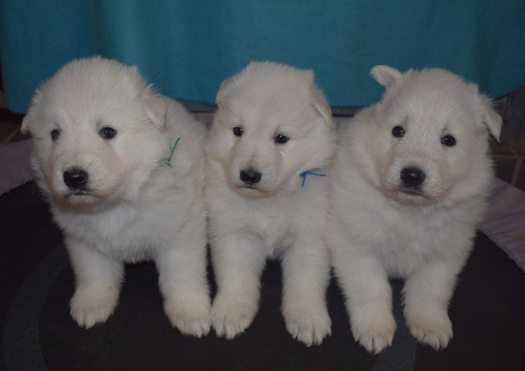 De la vallée de l'orkhon - Berger Blanc Suisse - Portée née le 21/03/2021