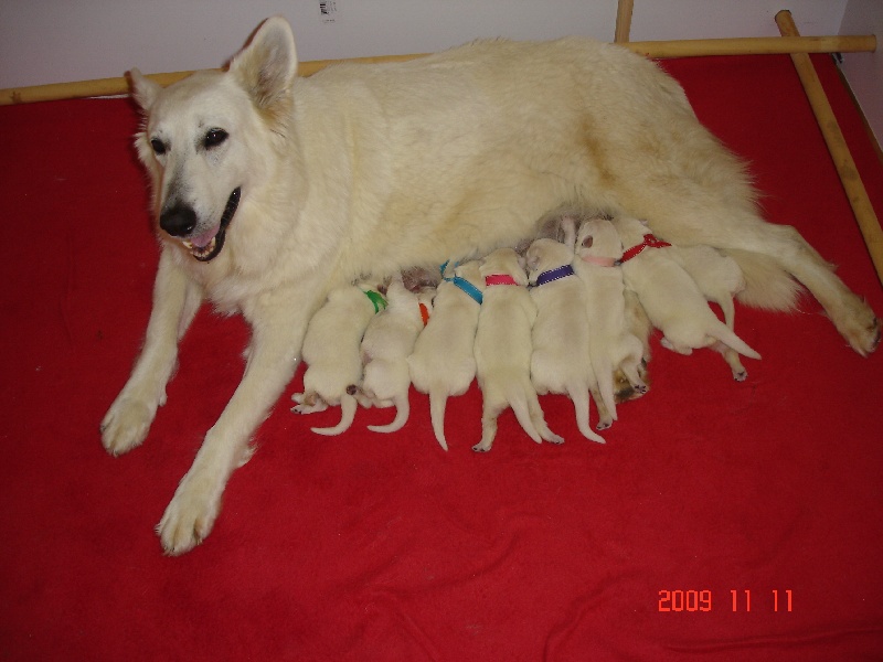 De la vallée de l'orkhon - Berger Blanc Suisse - Portée née le 06/11/2009