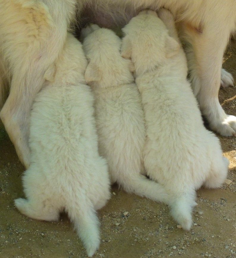 De la vallée de l'orkhon - Berger Blanc Suisse - Portée née le 15/01/2019